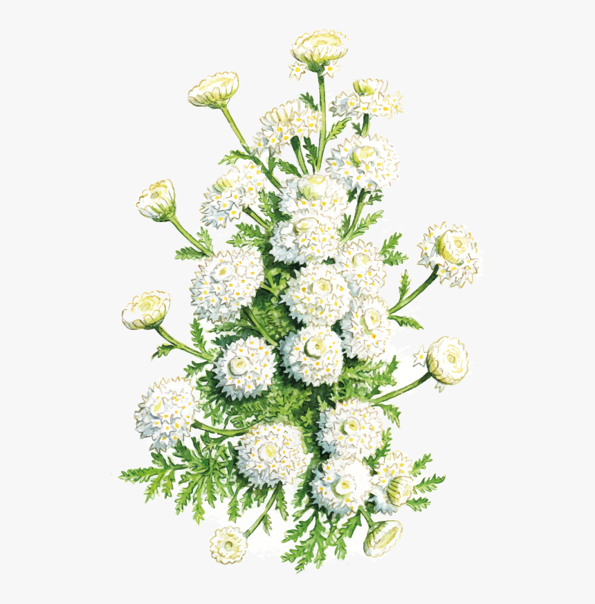 Camera Crespolina Apuana - Bouquet, HD Png Download