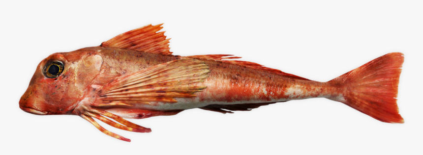 Tub Gurnard - Cabezon (fish), HD Png Download