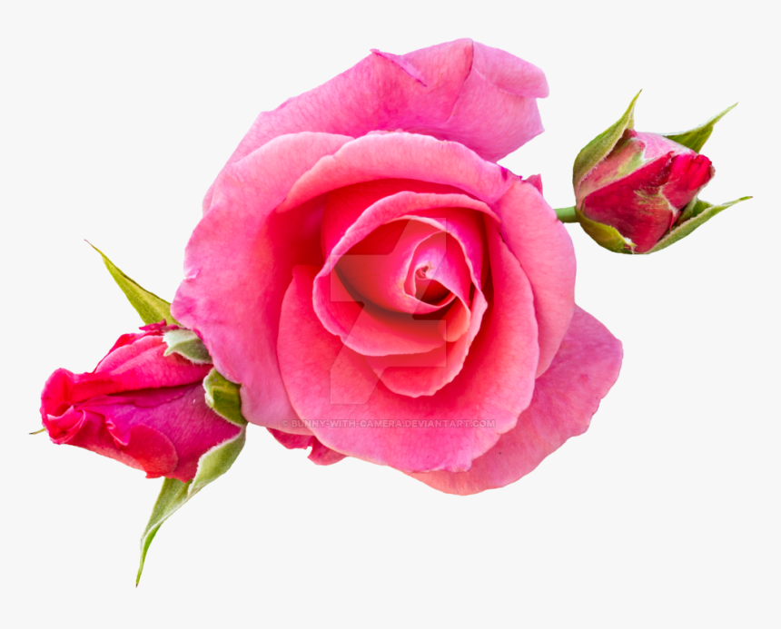 Clip Art Roses By Bunny With - Pink Rose In Png, Transparent Png
