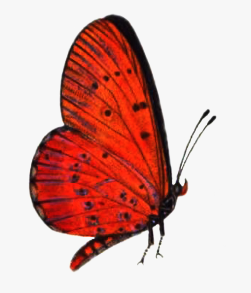 Red Butterfly Png High-quality Image - Transparent Red Butterfly Png, Png Download