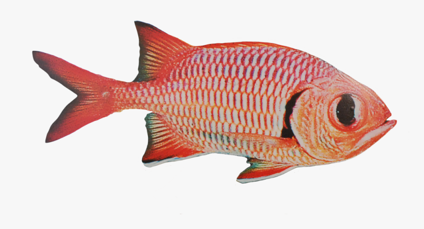 Red Snapper, HD Png Download