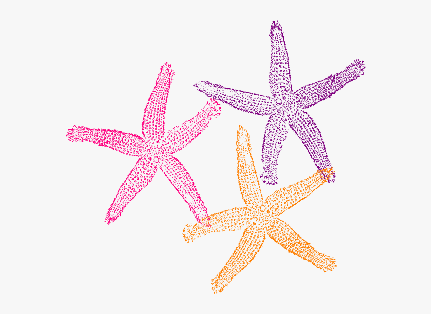 Clip Art Png Star Fish, Transparent Png