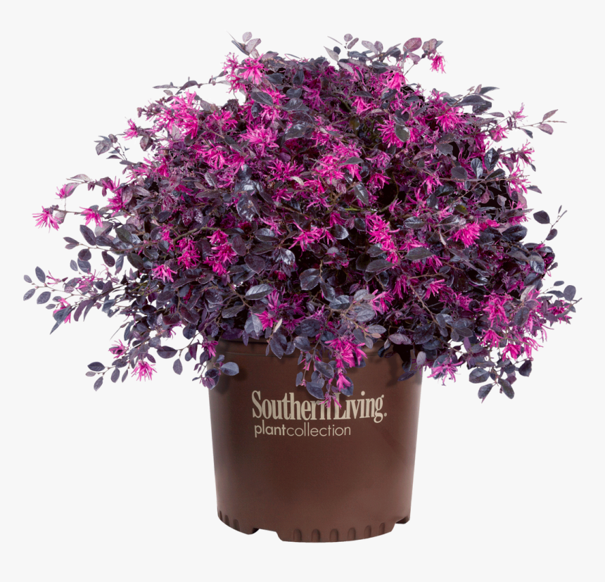 Purple Diamond Loropetalum In Branded Pot - Loropetalum Purple, HD Png Download