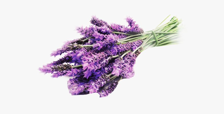 Lavender Used As Medicine, HD Png Download