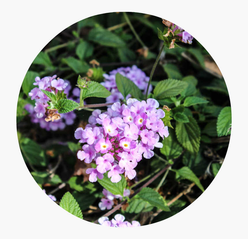 Aubretia, HD Png Download