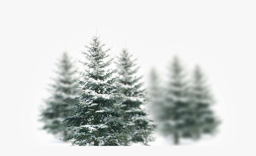Slide Image - Christmas Tree, HD Png Download