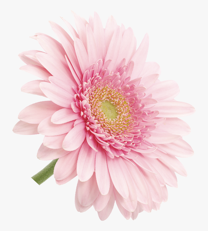 Barberton Daisy, HD Png Download