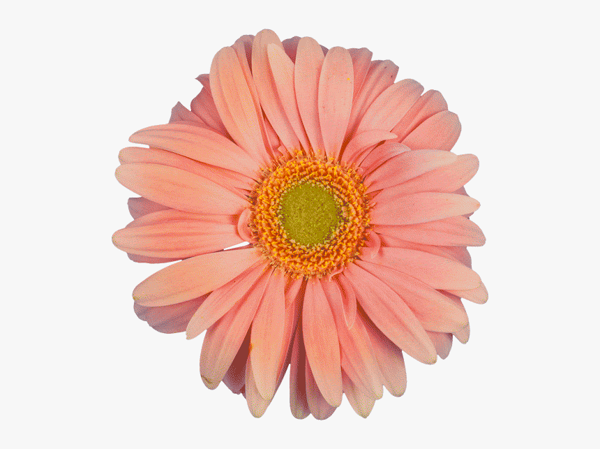 Transparent Gif Flower - Cheguei Naquele Momento Na Vida Que Já Não, HD Png Download
