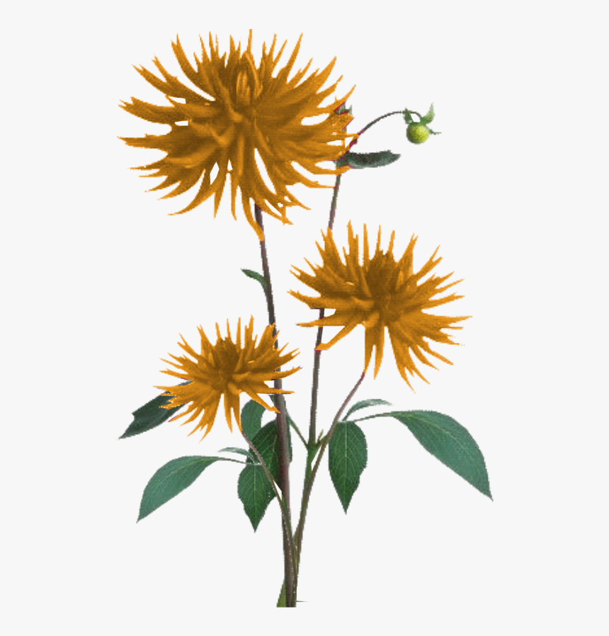 Aster Png, Transparent Png