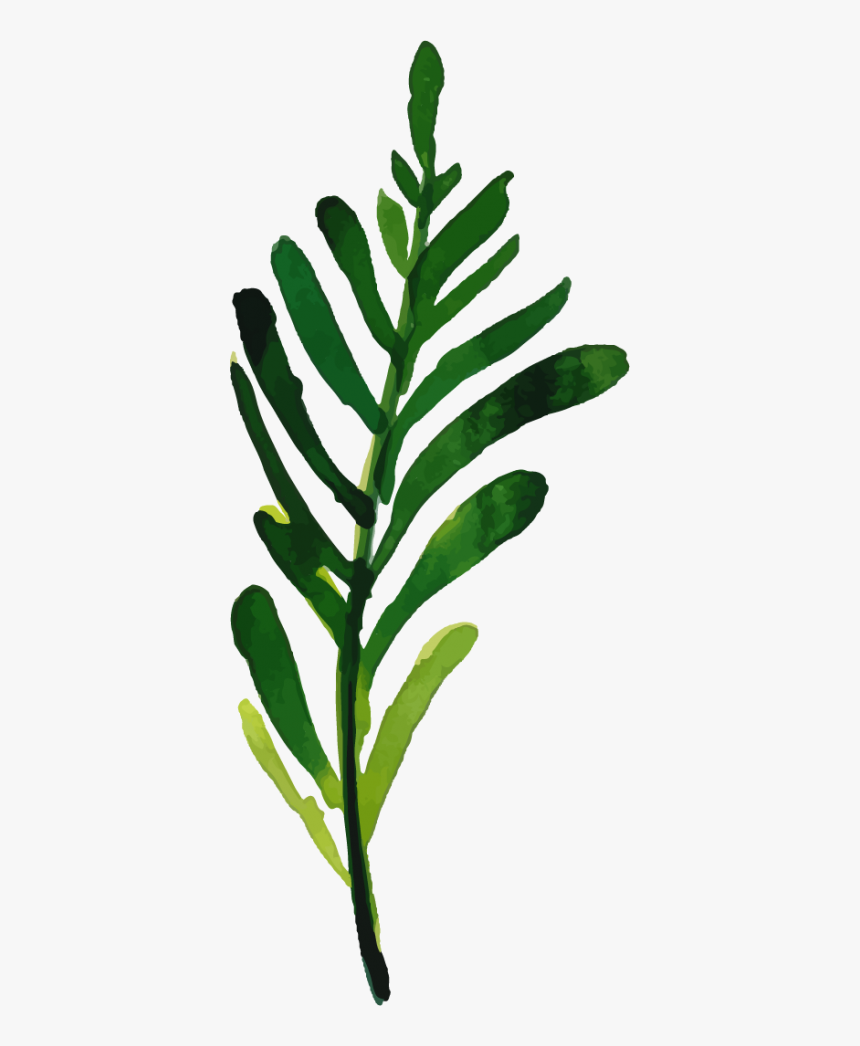 Twig, HD Png Download