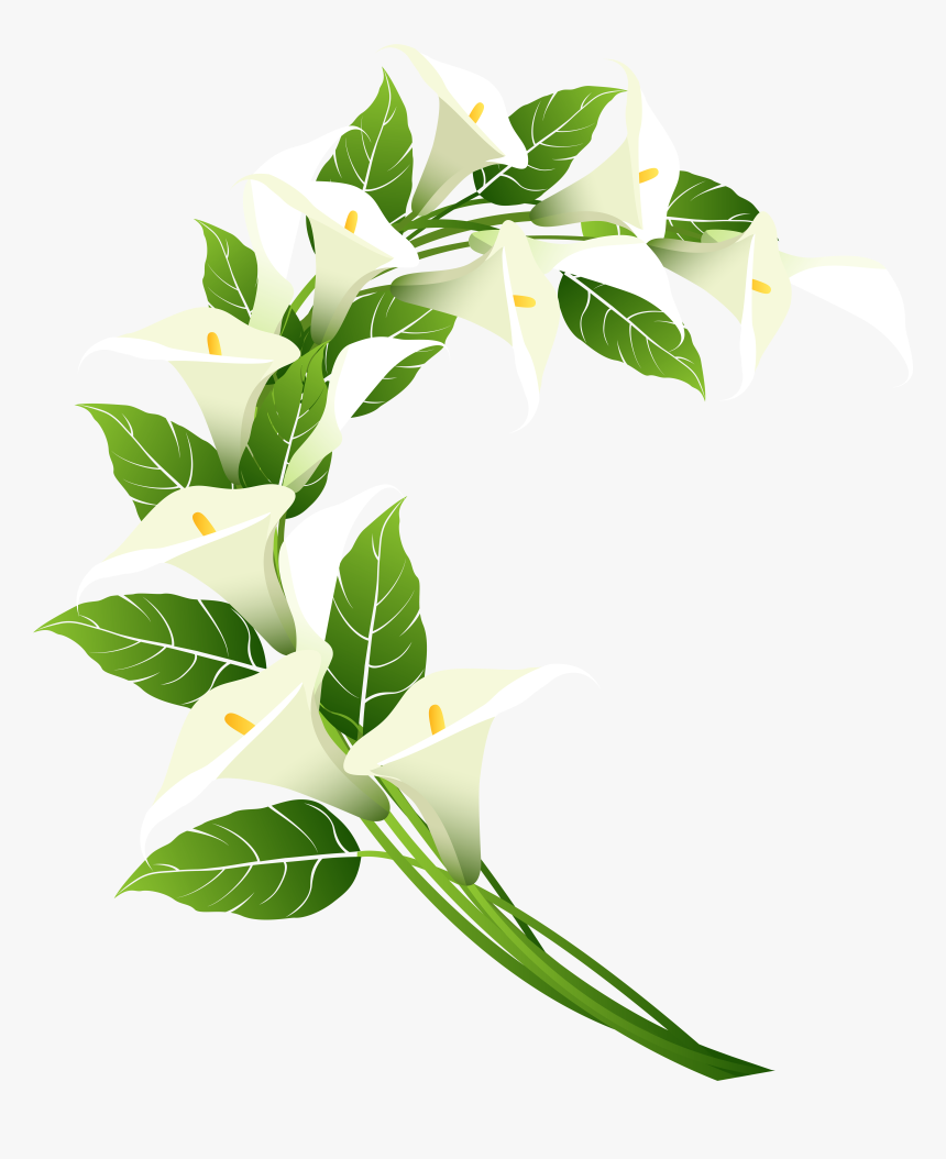 Calla Lily Decoration Png Clip Art Image​, Transparent Png
