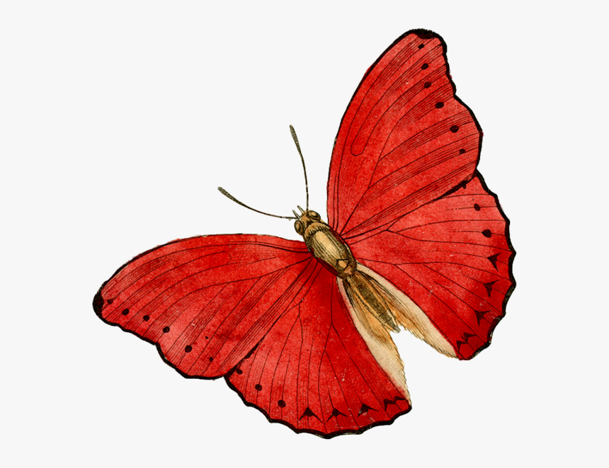 Butterfly Clip Art, HD Png Download