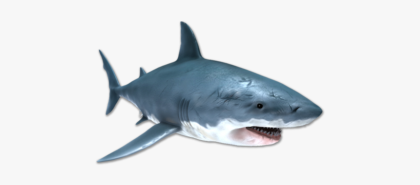 Image Is Not Available - Great White Shark, HD Png Download