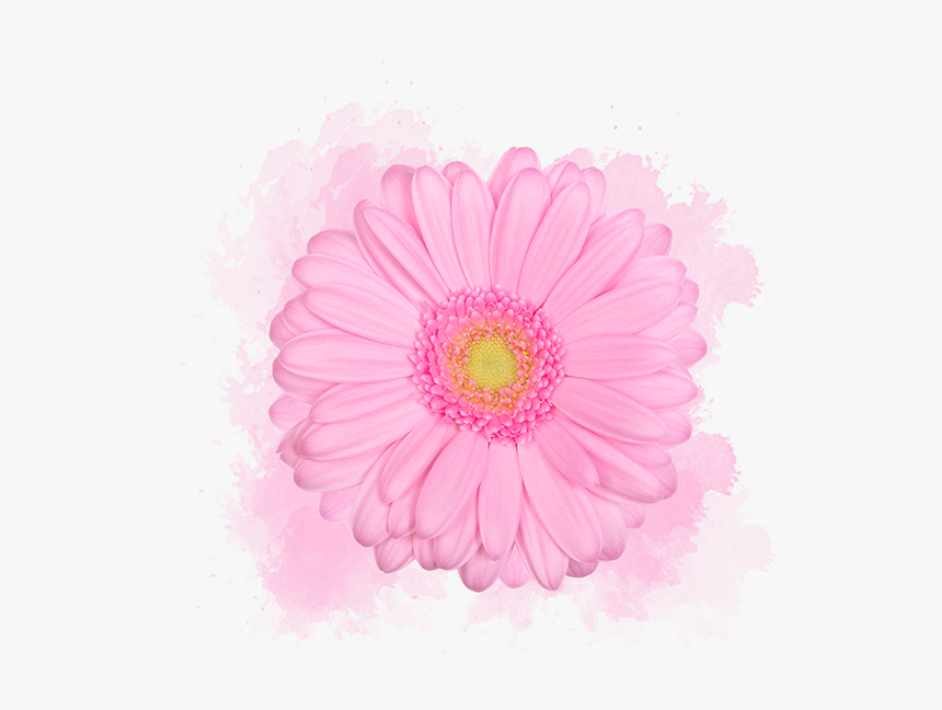 Barberton Daisy, HD Png Download