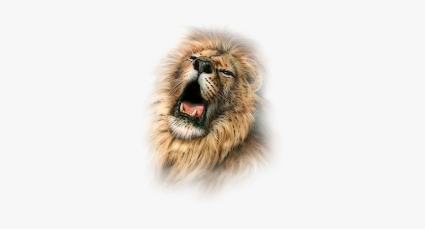 #lion #freetoedit - Lion, HD Png Download