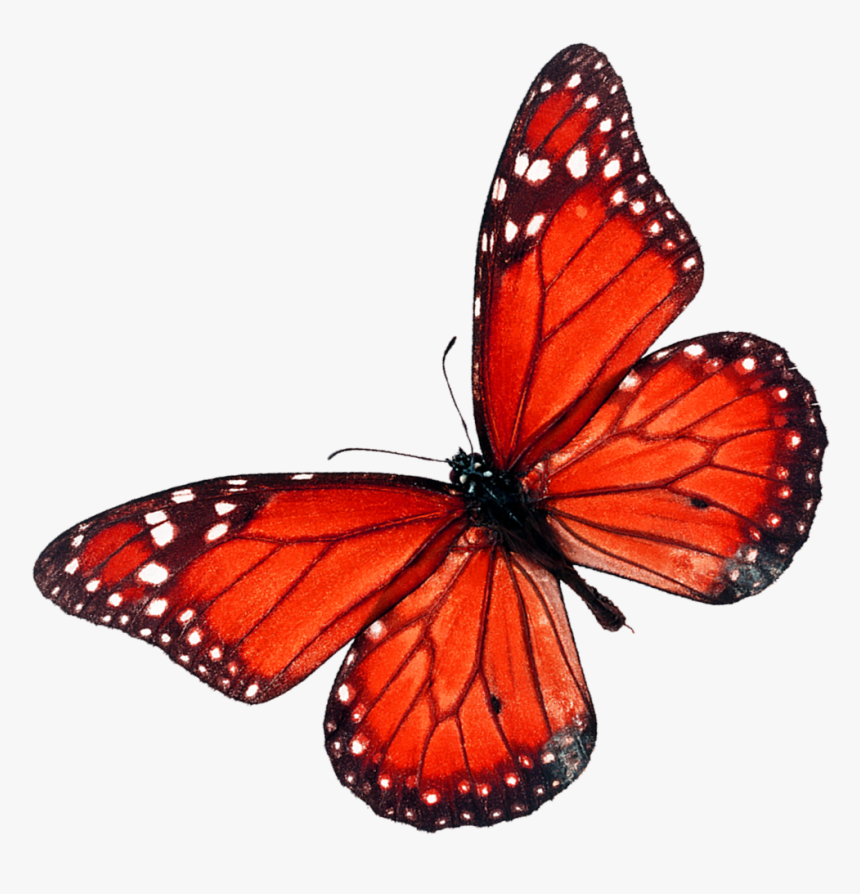 Butterfly Red Fly Png, Transparent Png