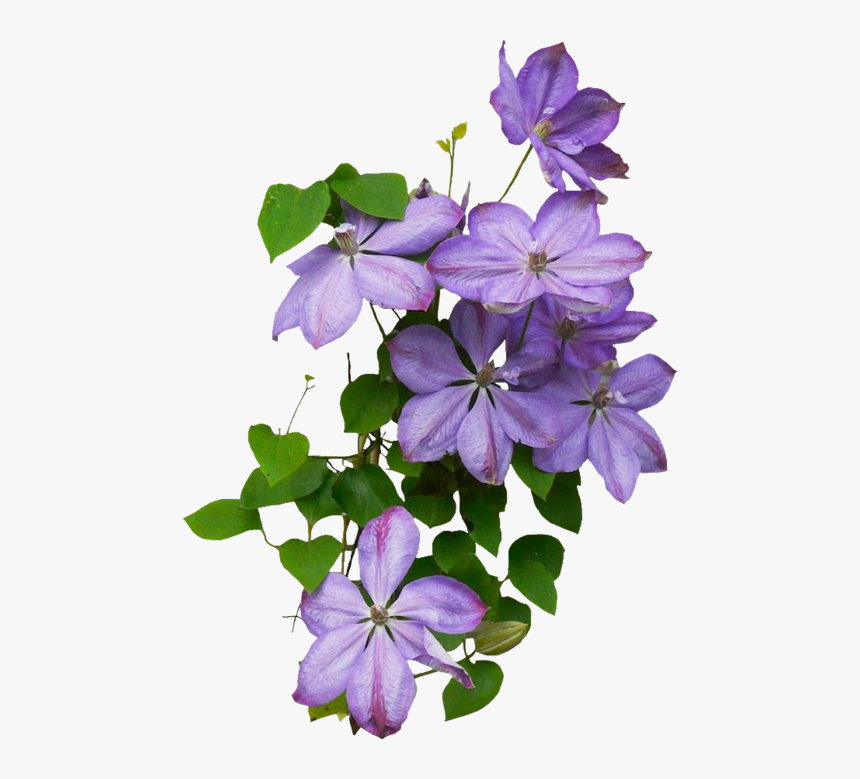Browallia Speciosa, HD Png Download