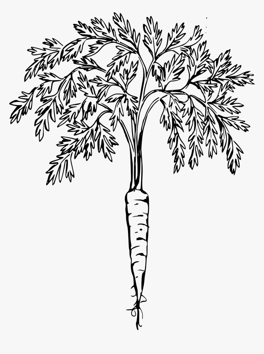 Free Image On Pixabay - Carrot Clip Art, HD Png Download
