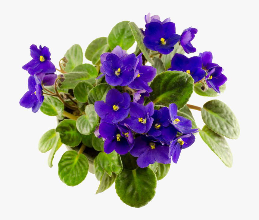 Flower African Violet Png, Transparent Png