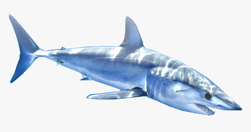 Great White Shark, HD Png Download