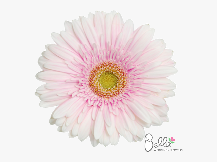 Barberton Daisy, HD Png Download