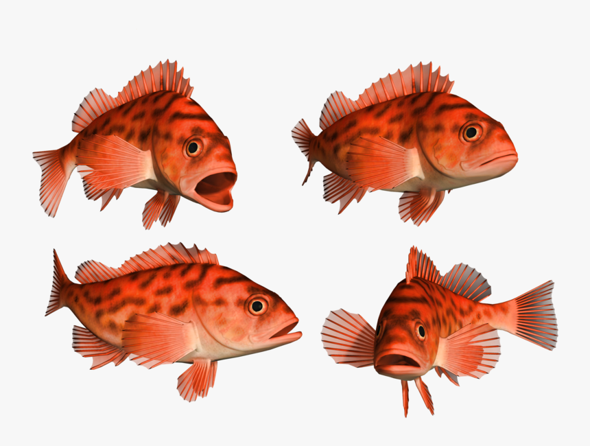 Fish, HD Png Download