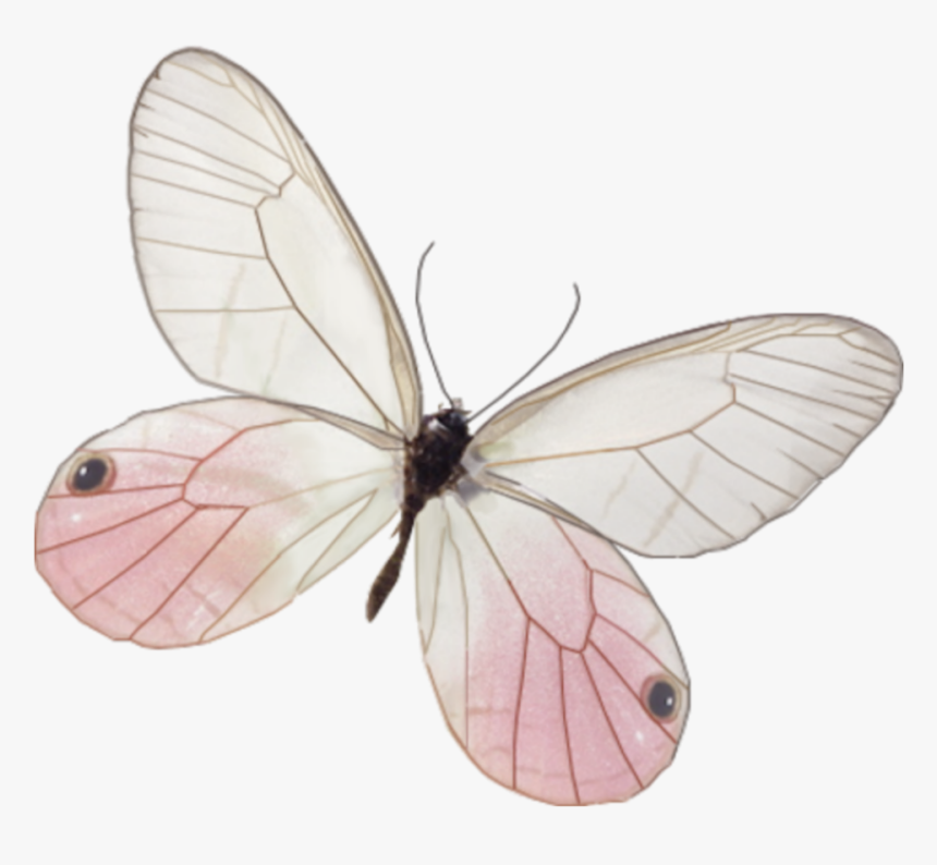 Borboleta Vintage Png, Transparent Png
