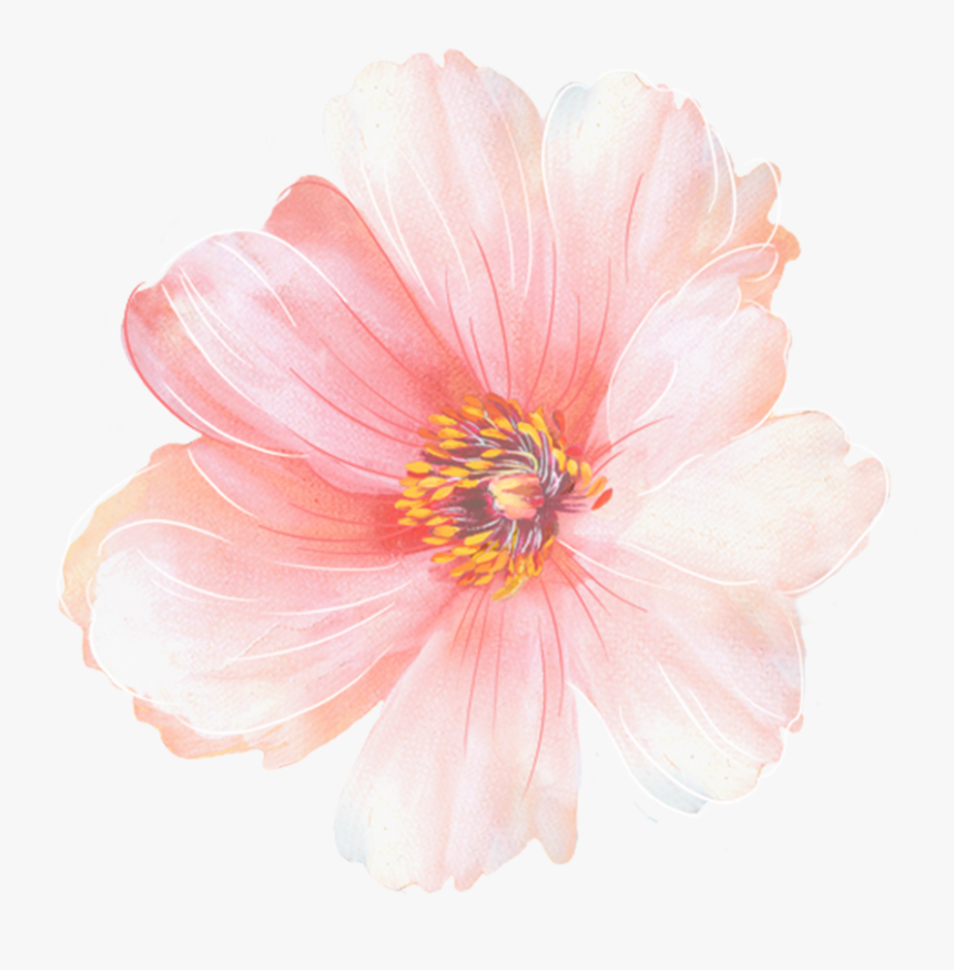 Common Zinnia, HD Png Download