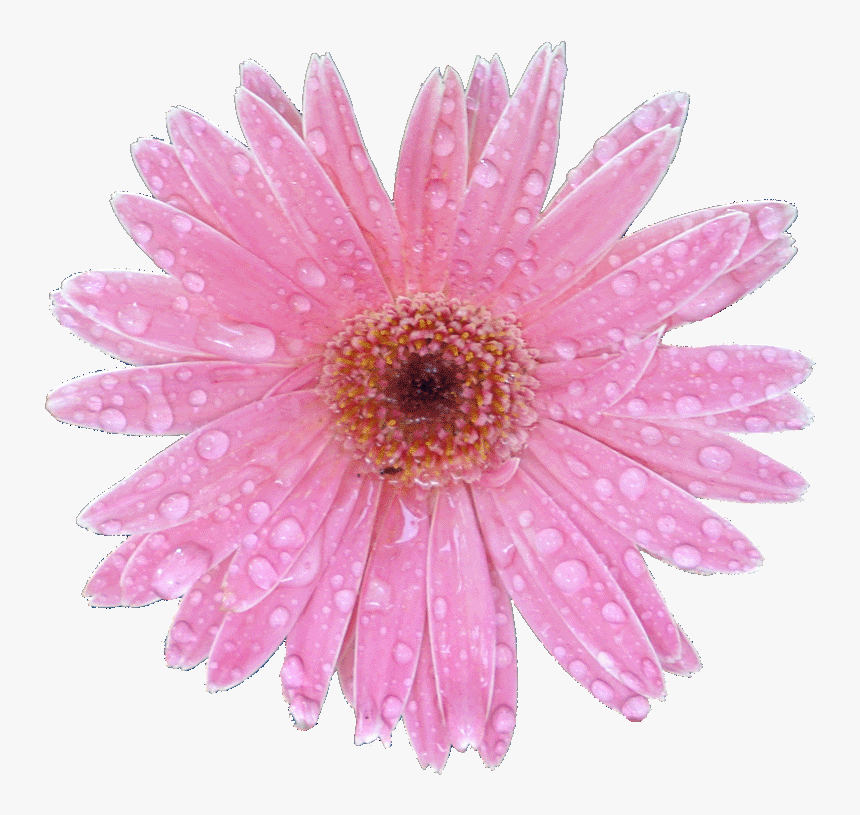 Barberton Daisy, HD Png Download