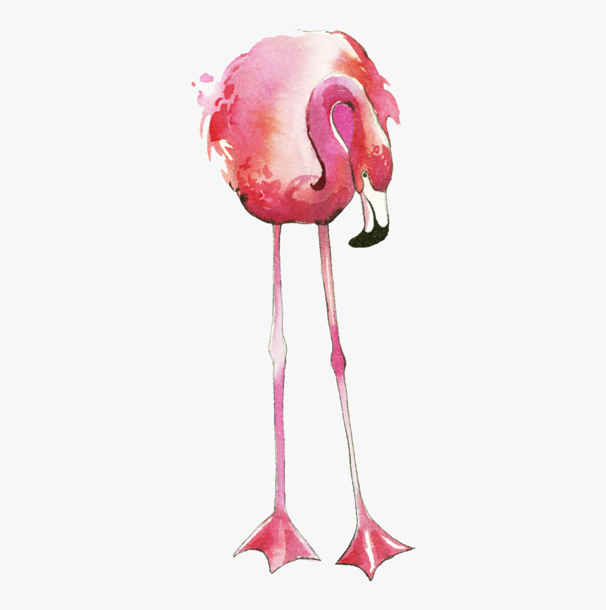 Greater Flamingo, HD Png Download