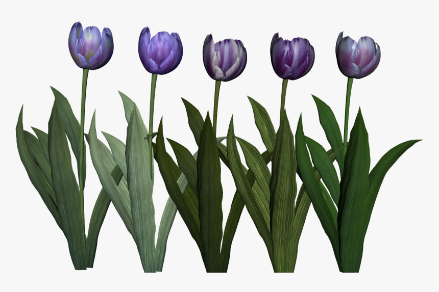 Crocus, HD Png Download