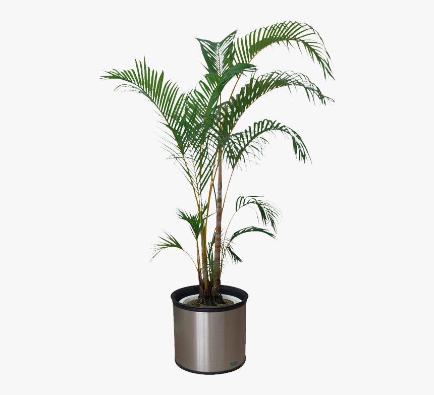 Transparent Background Potted Plant Png, Png Download