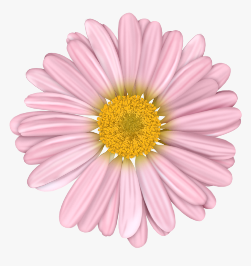 Flower, HD Png Download
