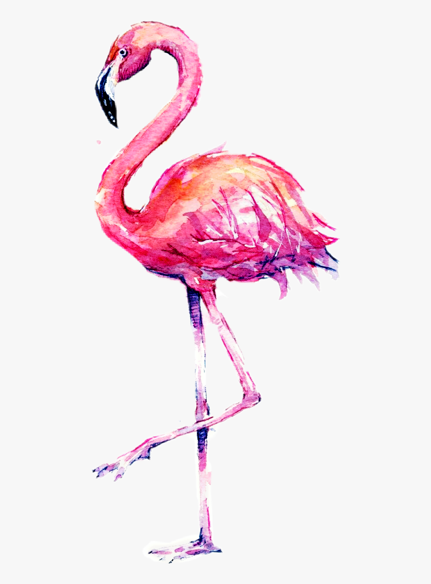 นก โด ฟ ลา มิ ง โก้, HD Png Download