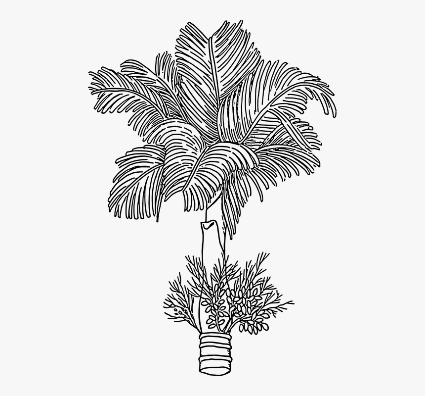 Areca Nut Drawing, HD Png Download