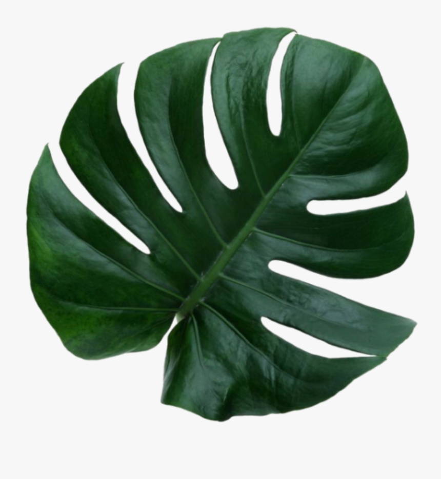 #leaf #greean #plant - Aesthetic Leave, HD Png Download