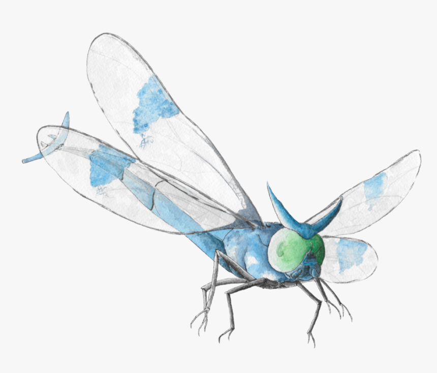 Net-winged Insects, HD Png Download