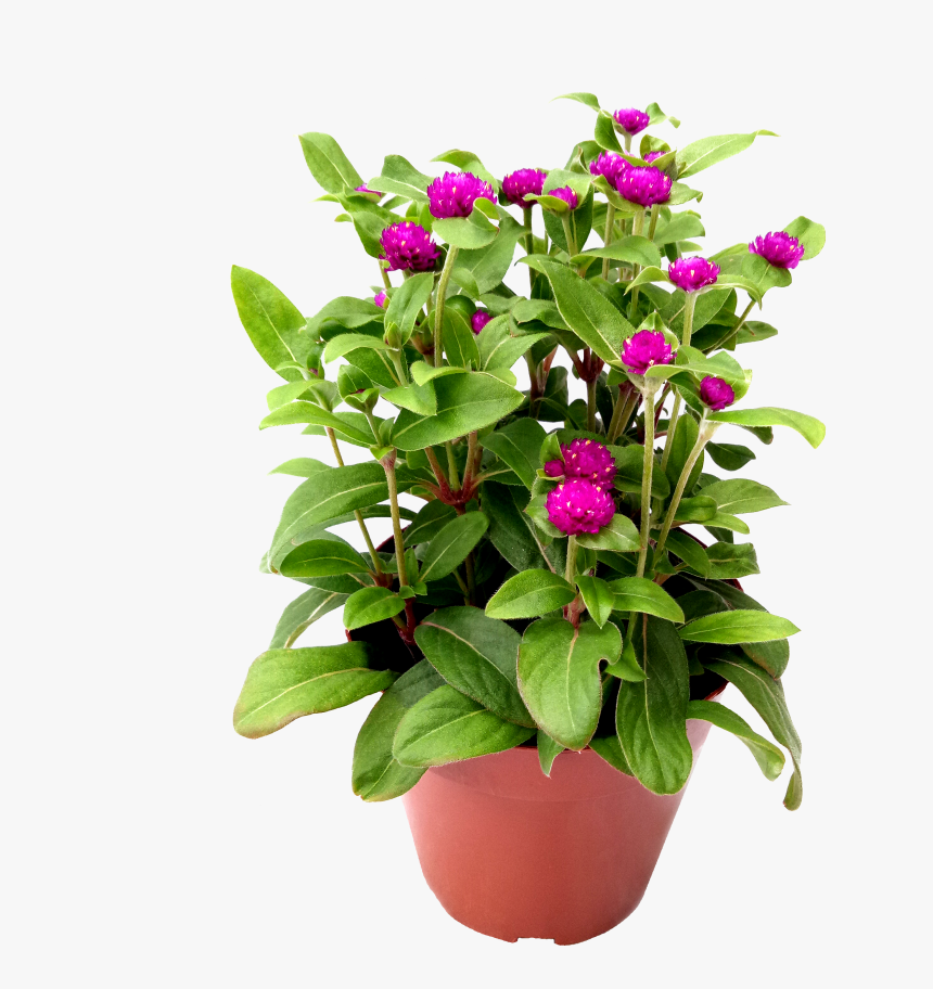 Flowerpot, HD Png Download