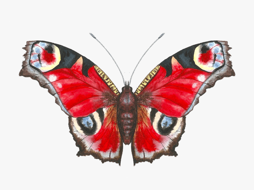 Aglais Io, HD Png Download