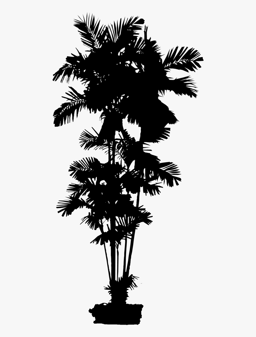 Asian Palmyra Palm Date Palm Leaf Palm Trees Silhouette - Spruce, HD Png Download