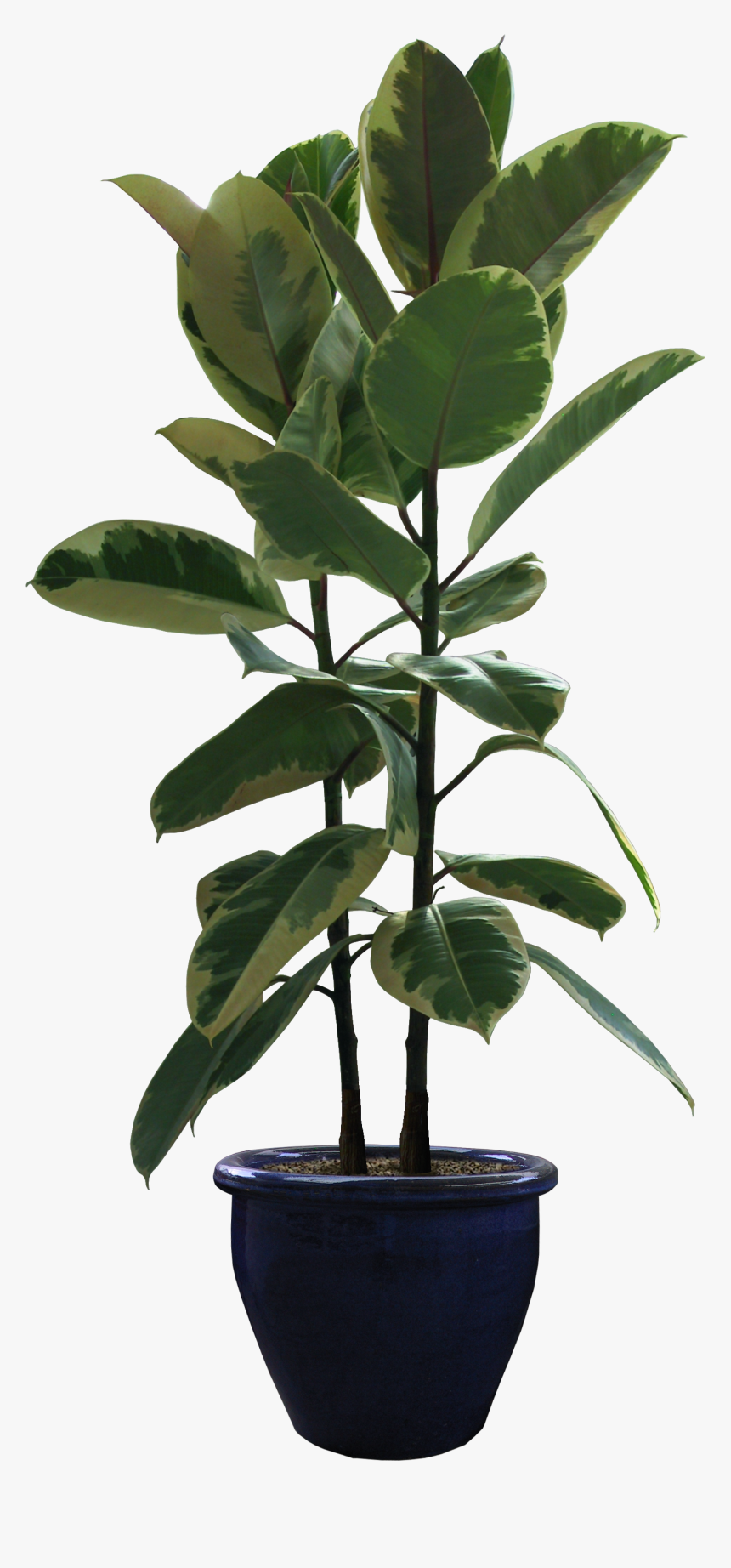 Rubber Fig Houseplant Flowerpot Portable Network Graphics - Potted Plants Png, Transparent Png