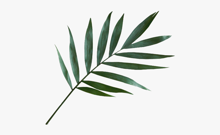 #png #-larenialuv #nhylynhh #leaf #tree #freetoedit, Transparent Png