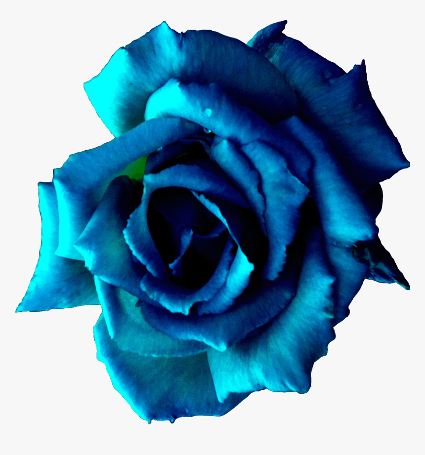 Floribunda, HD Png Download