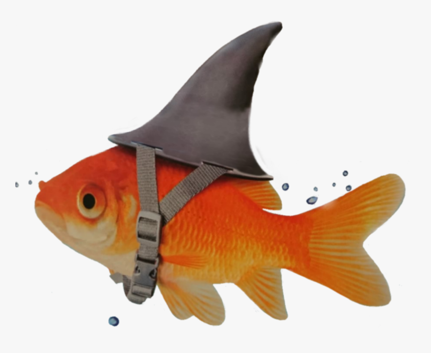 Blockchain Startups Over Promise, Under Deliver - Fake It Till You Make, HD Png Download
