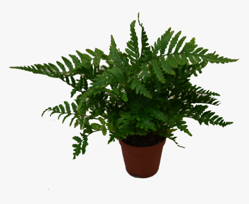 Houseplant , Png Download - Houseplant, Transparent Png