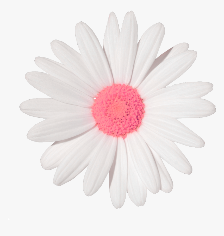 Floral Corner Border Png, Transparent Png