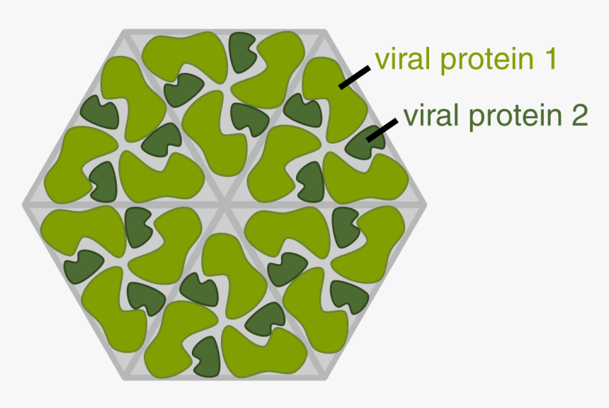 Protein Virus, HD Png Download