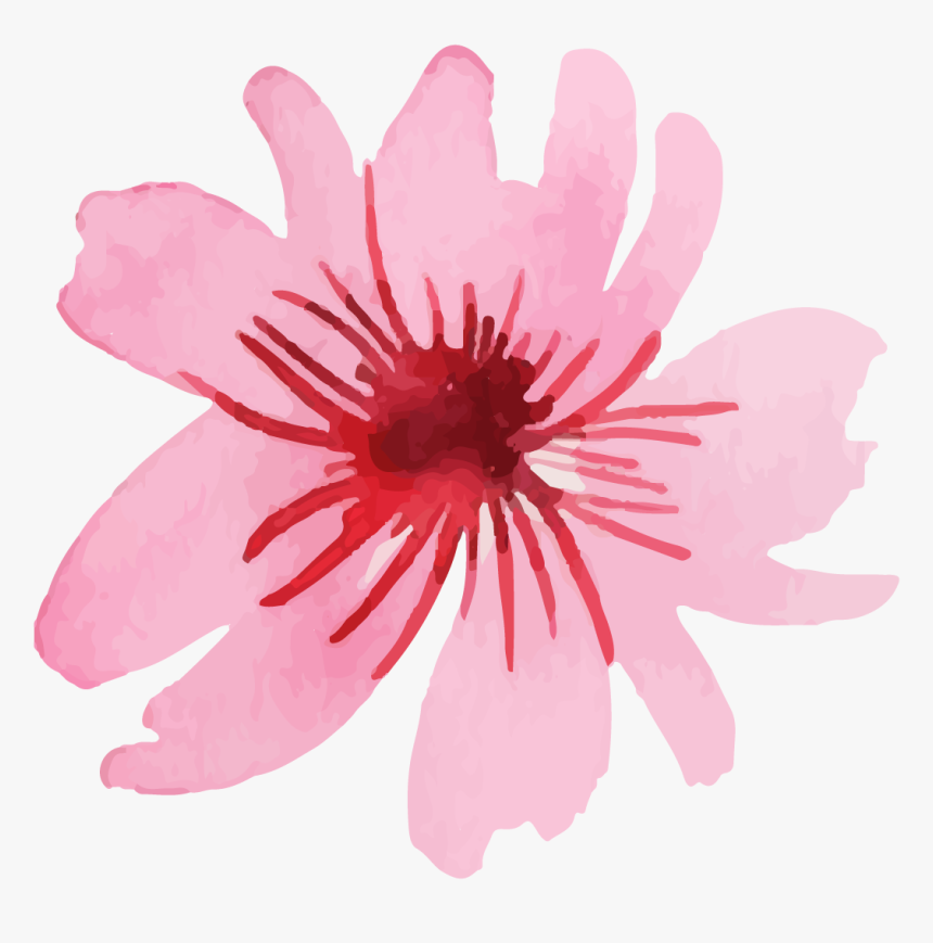 Crenate Orchid Cactus, HD Png Download