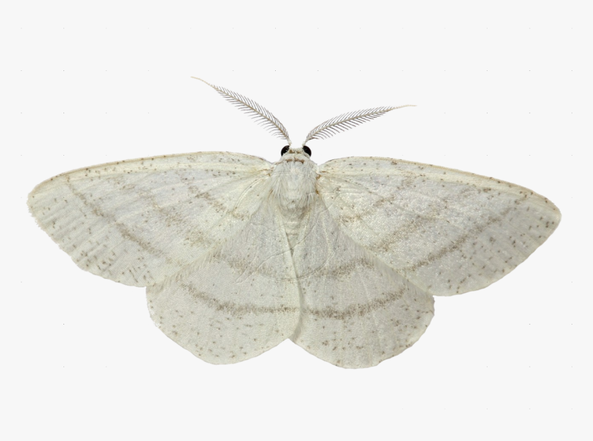 White Moth White Background, HD Png Download