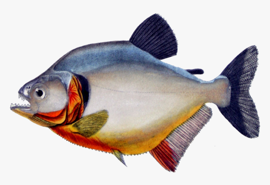 Piranha Transparent Background, HD Png Download